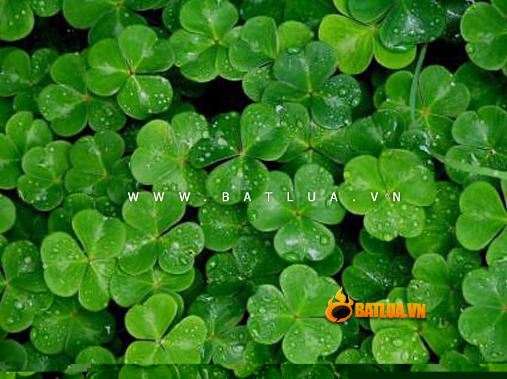 Bật lửa cỏ 4 lá may mắn Good Leaves Version 2