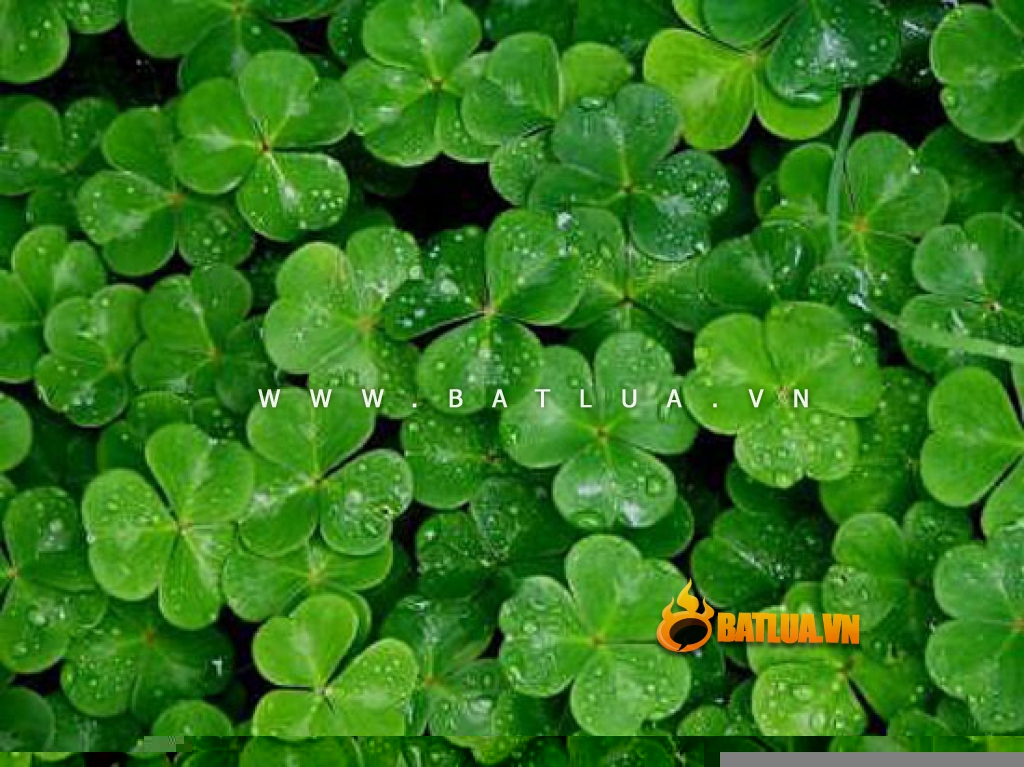 Bật lửa cỏ 4 lá may mắn Good Leaves Version 2