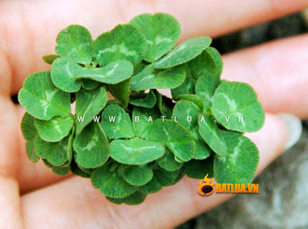 Bật lửa cỏ 4 lá may mắn Good Leaves Version 2